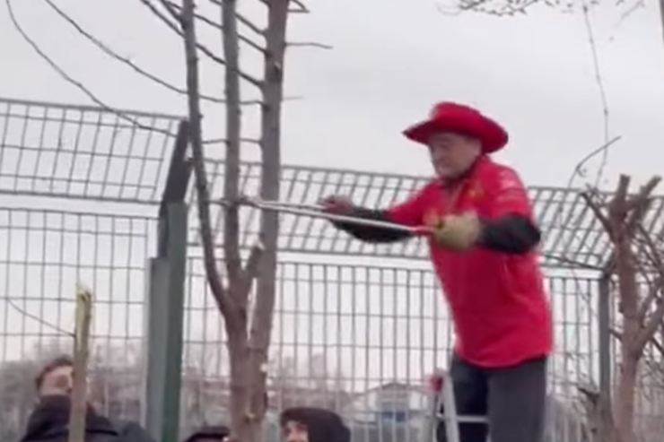 Tifoso Ferrari taglia un albero 