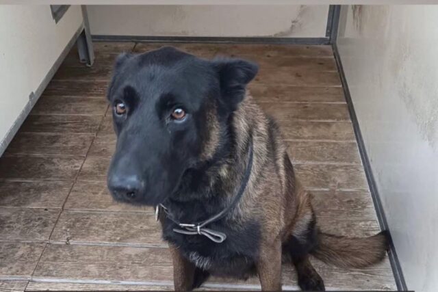 Metz-Lione, morto il cane poliziotto