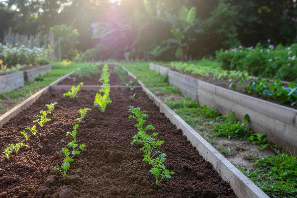 Passione cucina orto 